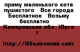 приму маленького кота пушистого - Все города Бесплатное » Возьму бесплатно   . Кемеровская обл.,Юрга г.